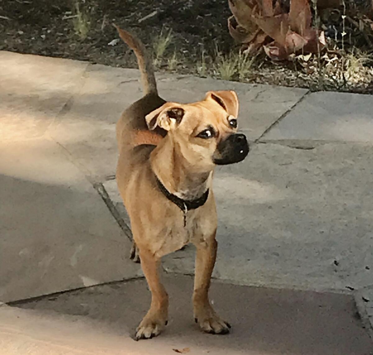 Bentley, a Chihuahua-Terrier mix