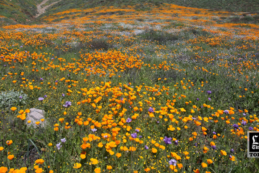 LA Times Today: Will 2024 give us a superbloom?