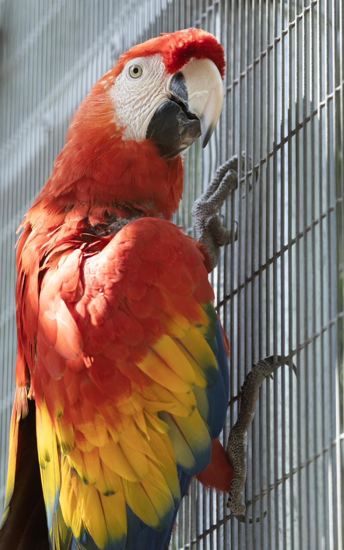 A bird hangs onto a cage.