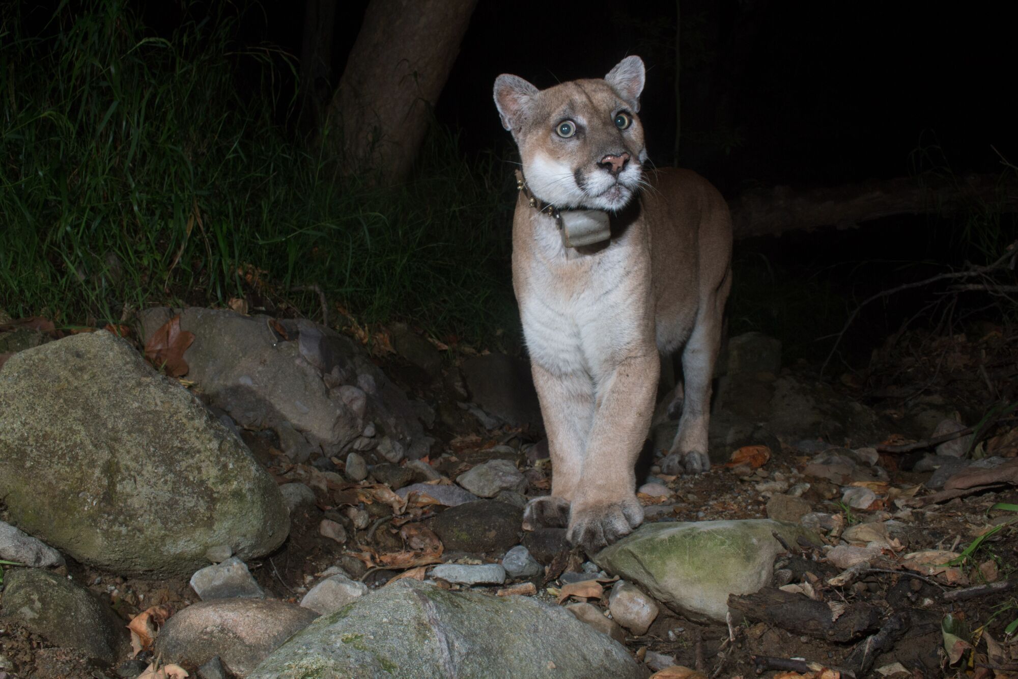 P-22 appears wary of the trail camera while walking outdoors at night.