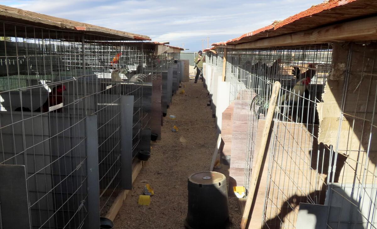 Rows of cages holding roosters.