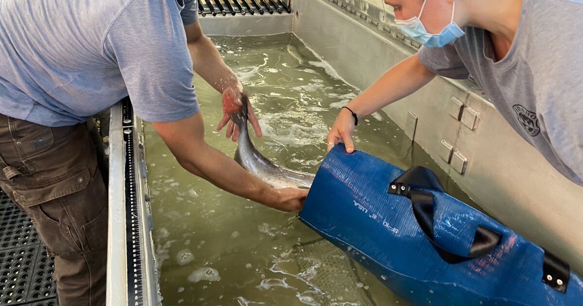 Instead of braving the river, these endangered salmon take the highway Instead of braving the river, these endangered salmon take the highway