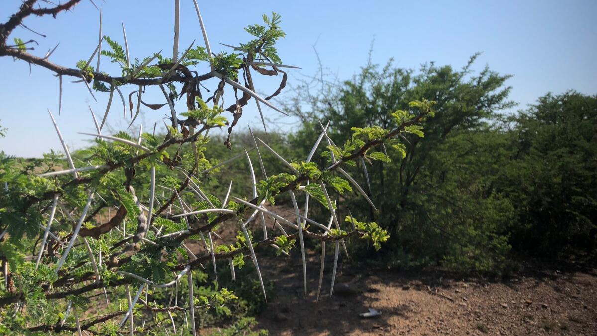 Thorny acacia trees are impinging on grasslands in South Africa. But goats think they're delicious.