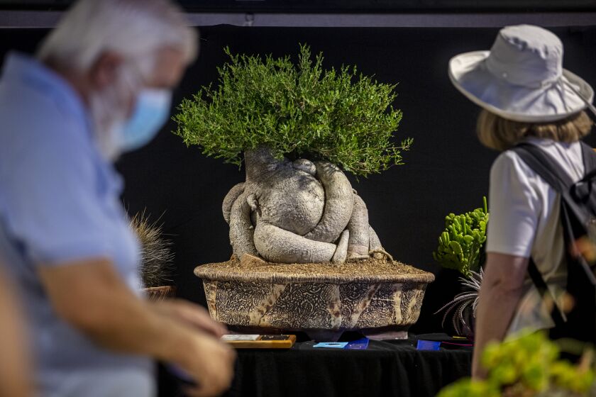 LOS ANGELES, CALIFORNIA, Aug. 8, 2021: A first place-winning Fockea edulis (Hottentot Bread) from grower Peter Walkowiak stands on display during the 35th Inter-city Cactus & Succulent Show & Sale at the Los Angeles County Arboretum in Arcadia on Sunday, Aug. 8, 2021. 118 exhibitors presented 1,300 cacti and suculents. (Silvia Razgova / For the Times)