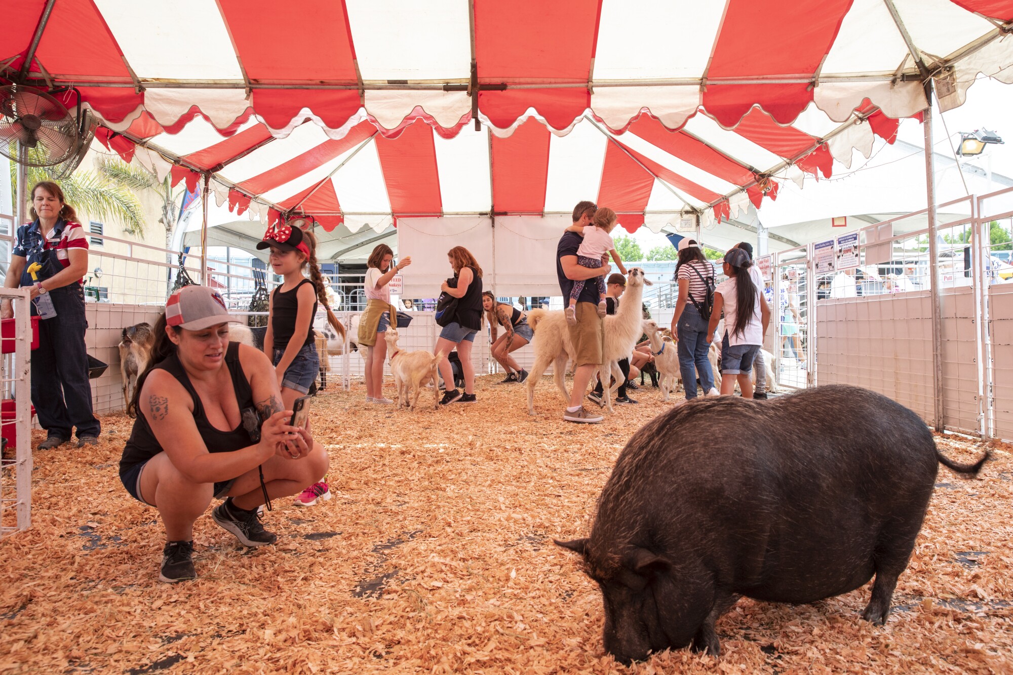 People enjoy a petting zoo at the San Diego County Fair on Wednesday, June 15, 2022 in Del Mar, California.