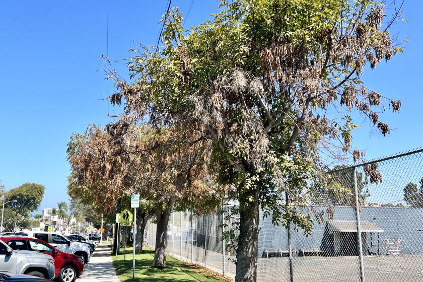 The trees along Girard Avenue outside La Jolla Elementary School appear to be dying.