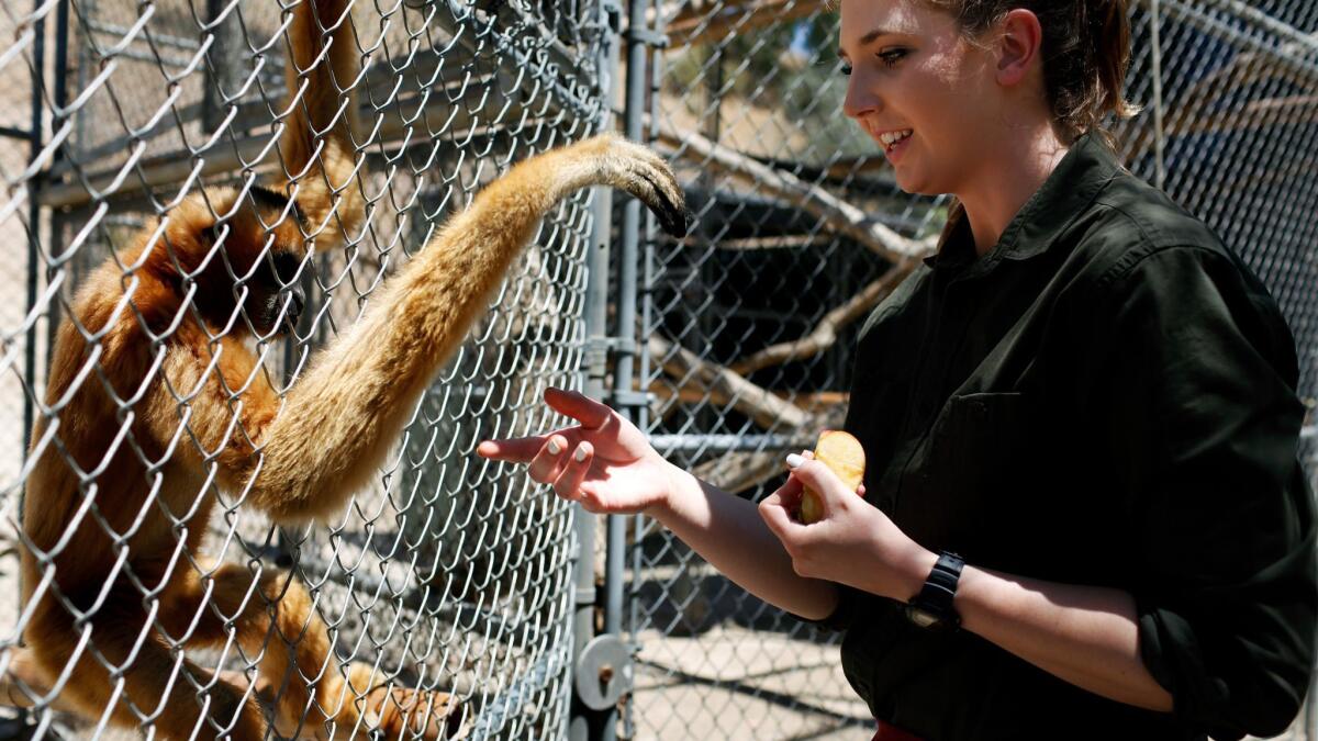 Volunteer Sophia Paden connects with Pepper, a northern white-cheeked gibbon at the Gibbon Conservation Center in Santa Clarita.