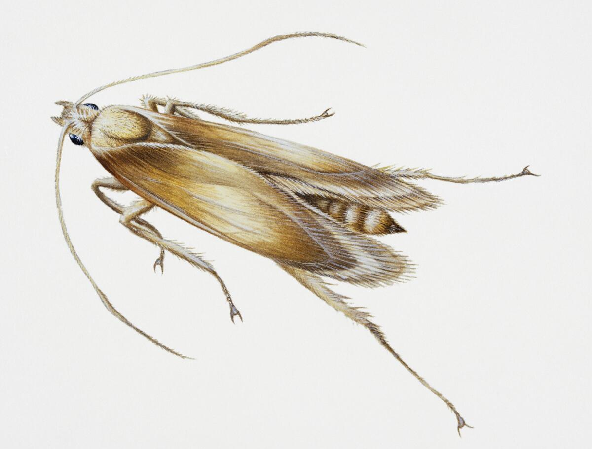 An illustration of the webbing clothes moth.