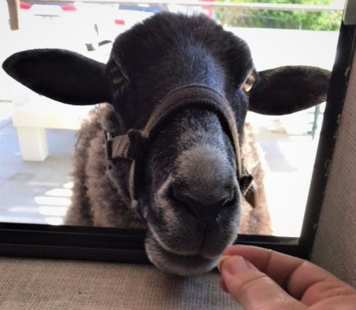 Have you ever Zoomed with a goat? Helen Woodward Animal Center puts animals on video chats with seniors.