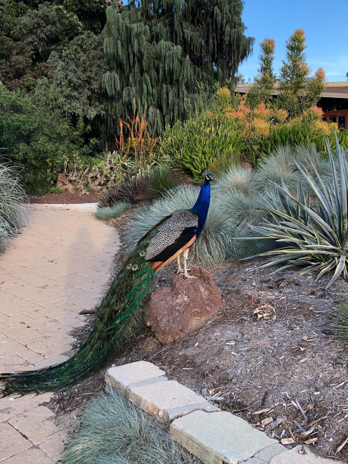 A peacock wanders through the L.A. Arboretum on May 6. 