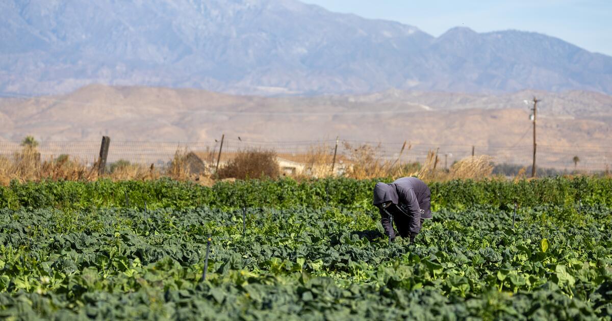 Farmworkers sue Trump administration in California over threat to wages