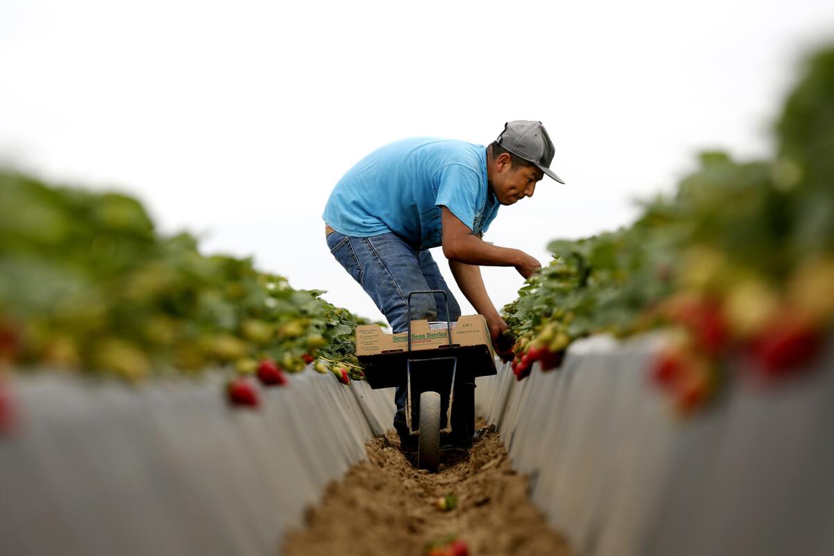 Heraclio Hernandez of Oaxaca, Mexico, a local farmworker, picks strawberries for Mar Vista Berry, family owned and operated by Greg France, near Guadalupe, Calif.