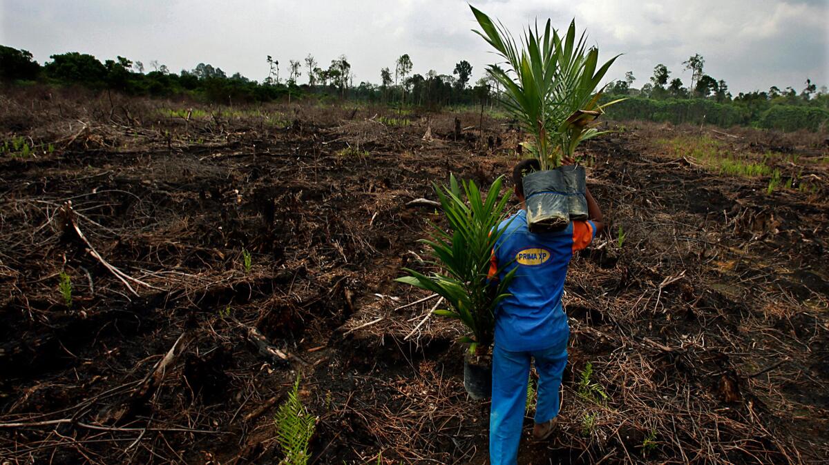 A plantation worker carries palm seedlings to be planted on a cleared and burned swath of peatland rainforest in Riau province on the Indonesian island of Sumatra.