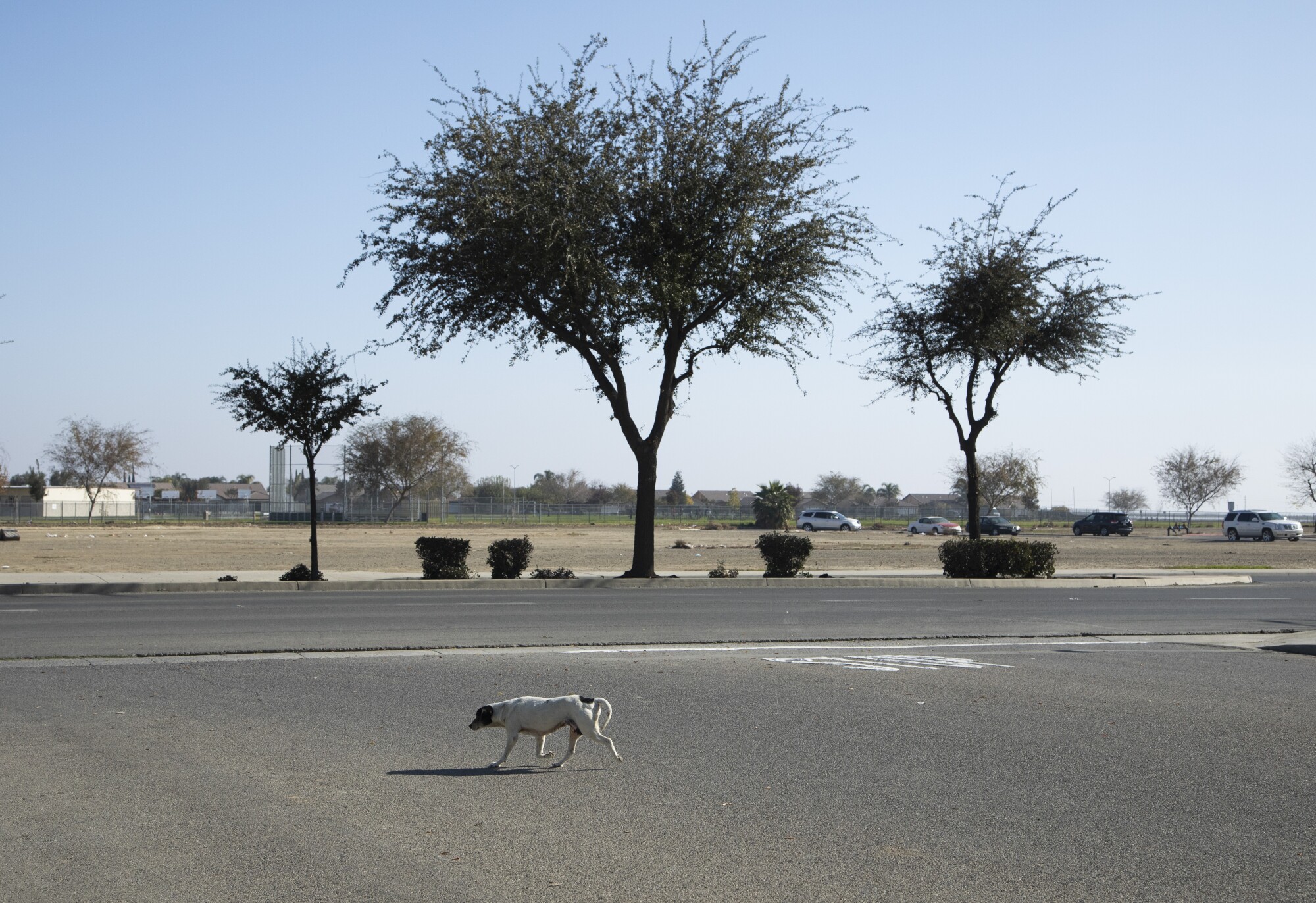 A dog trots across a road in Huron, a small, rural city in Fresno County.