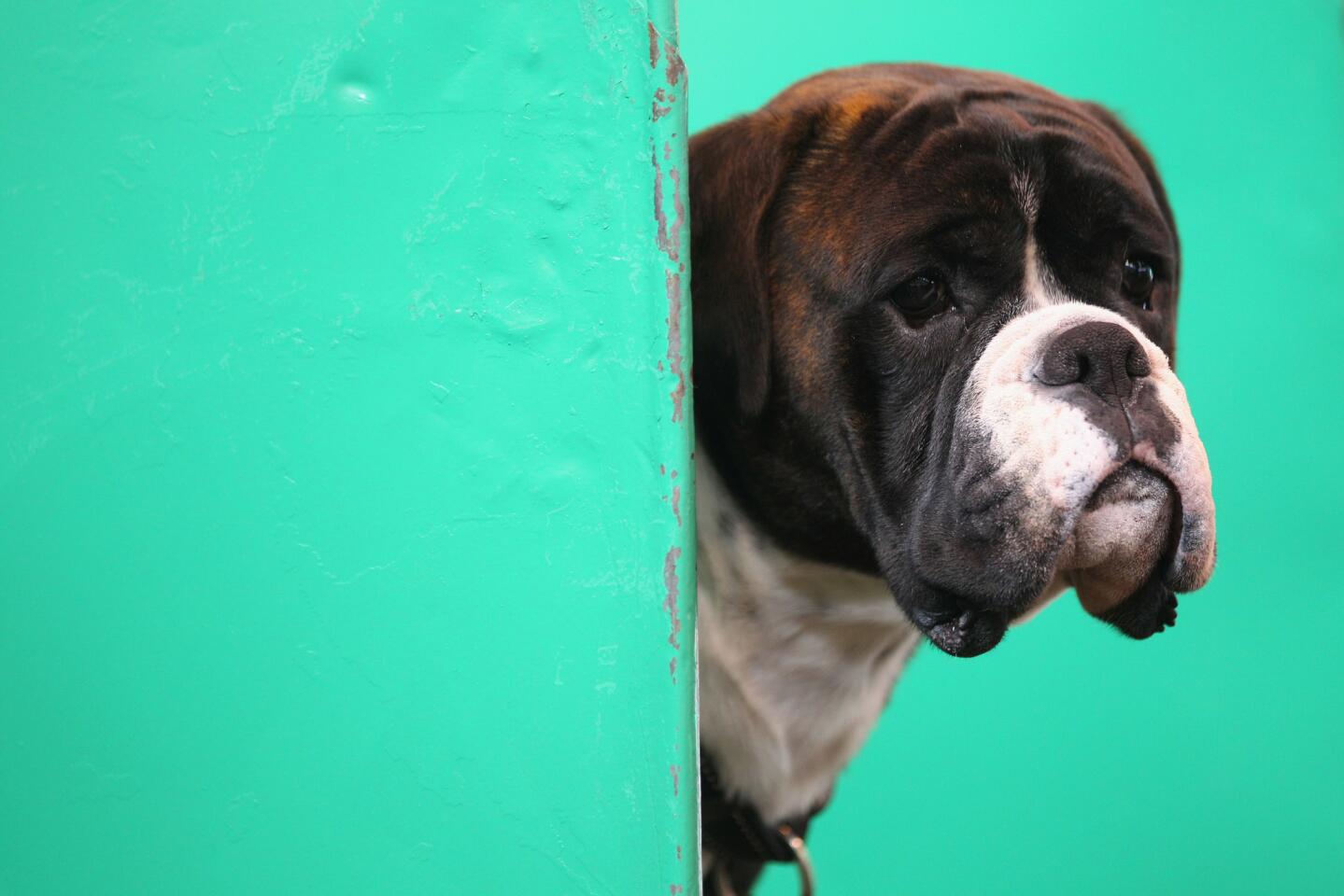 A boxer dog looks out of its stall at the Crufts dog show in Birmingham, England, in 2011.