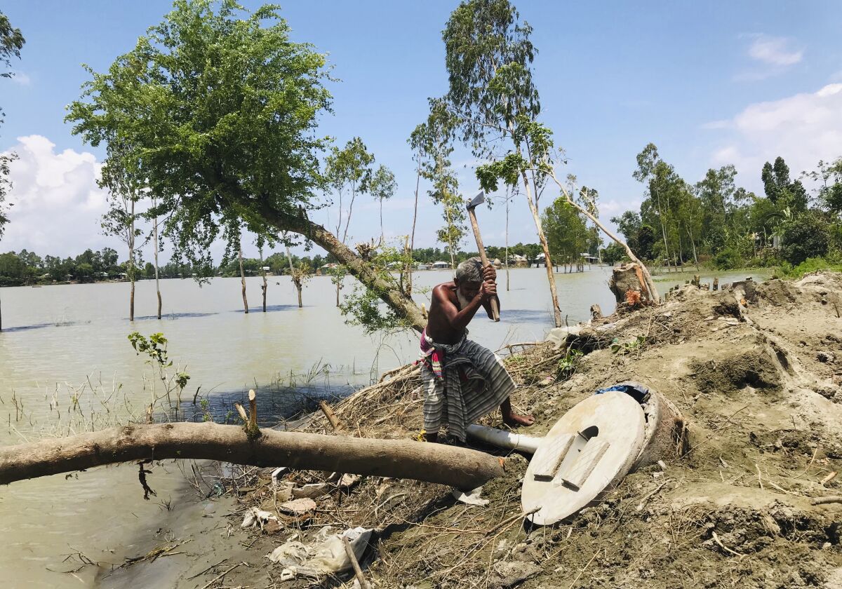 A Bangladeshi elderly person cuts an uprooted tree as the area around him is seen submerged with flooded waters in Manikganj, some 100 kilometers (62 miles) from Dhaka, Bangladesh, Thursday, Aug. 13, 2020. Across South Asia, more than 17 million people have been affected by this year's monsoon flood. Nearly 700 people have died in Bangladesh, India and Nepal as almost one-third of Bangladesh went under water while Indian states of Assam and Bihar in the northeast were largely affected and vast regions in Nepal were flooded and monsoon-triggered landslides became a nightmare. (AP Photo/Al-emrun Garjon)