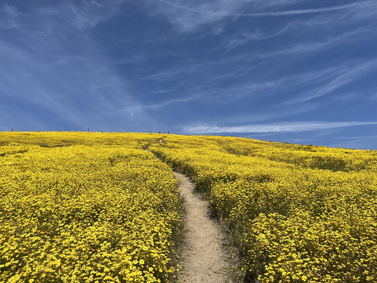 A trail leads through wildflowers at Carrizo Plain National Monument.