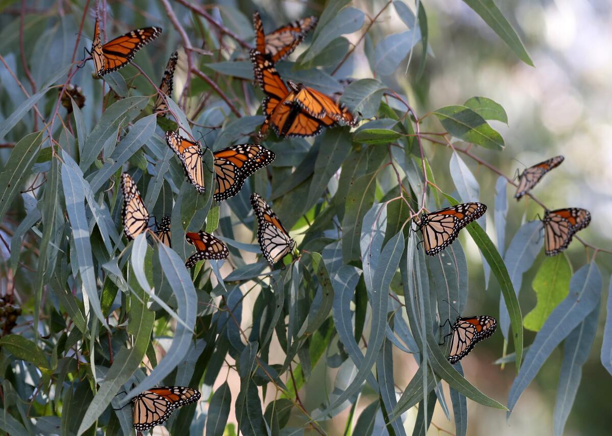Migrating endangered monarch butterflies congregate on branches of a eucalyptus tree, in Huntington Beach on Friday.