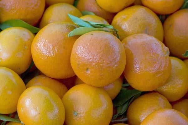 Fairchild mandarins