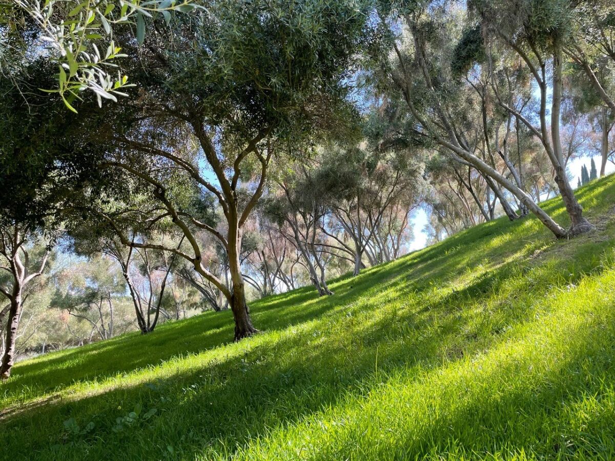 Olive trees and a shady expanse of grass.