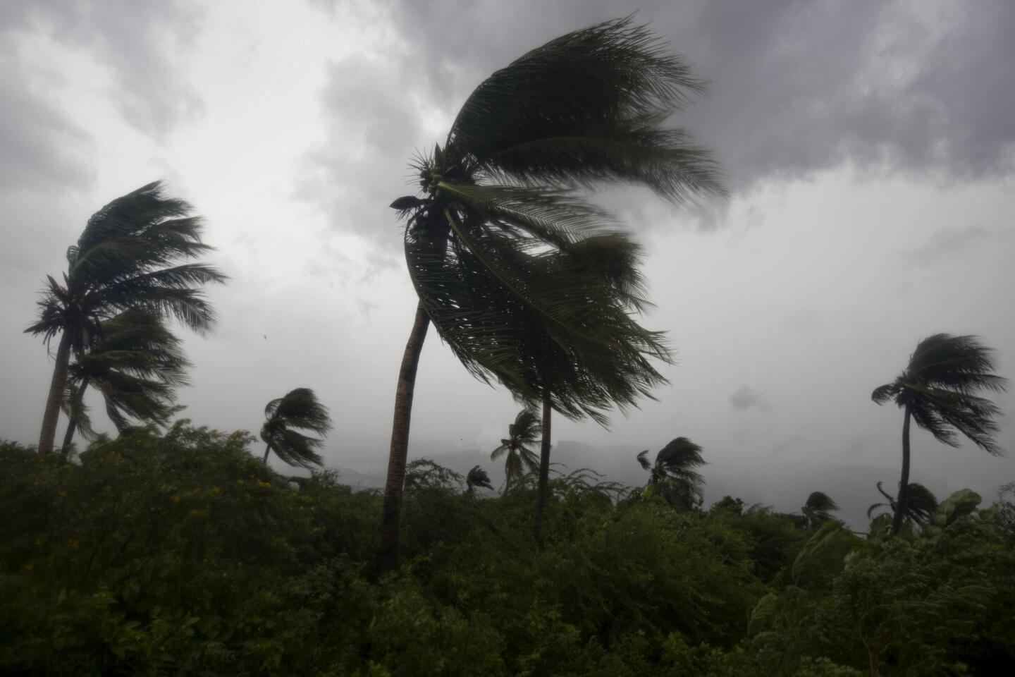 Wind blows coconut trees during the passage of Hurricane Matthew in Port-au-Prince, Haiti, on Oct. 4, 2016.