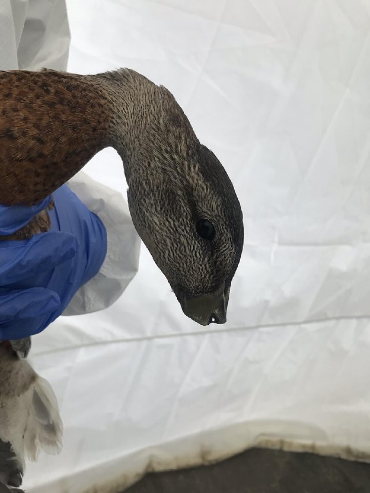 A mallard brought into the Wetland and Wildlife Care Center was one of three found with severed bills in the past month.