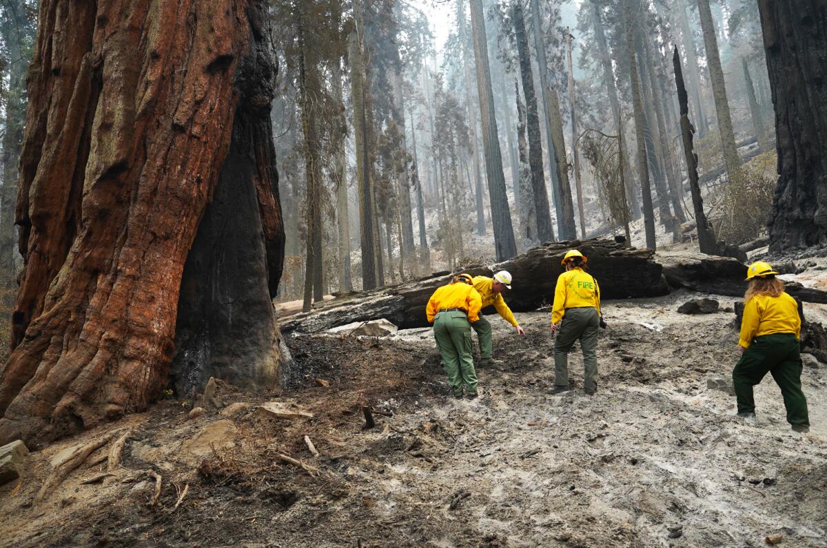 Park Service workers inspect charred ground around a giant sequoia