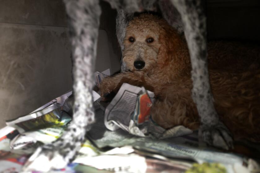 Bentonville, Arkansas - October 14, 2023: (Editors special note: This is a special assignment for the IT team. DO not use images for other stories or share with Getty before their project has been published.) Following the Southwest Dog Auction - dogs in cages are being transported inside a packed white van in Bentonville, Arkansas. (Francine Orr/ Los Angeles Times)