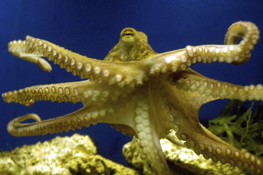 An octopus swims at the zoo in Frankfurt, Germany.