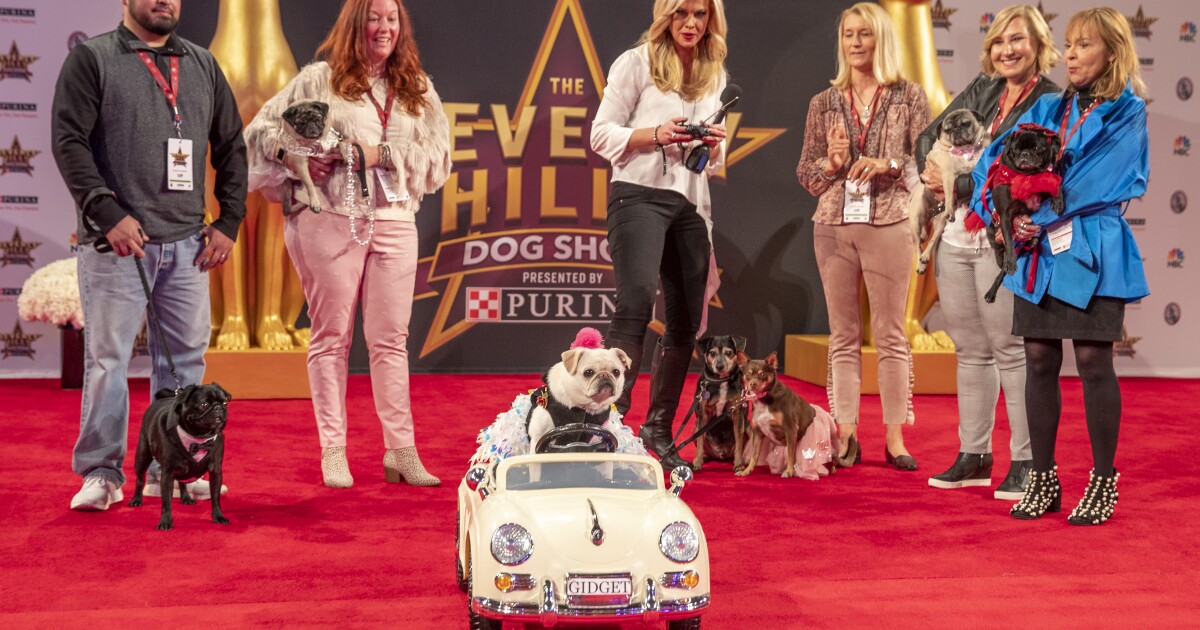 Beverly Hills Dog Show Meet the entrants (and their humans) Los