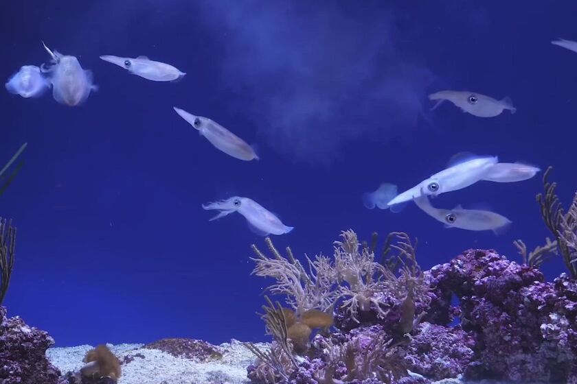 Monterey Bay Aquarium-loopable