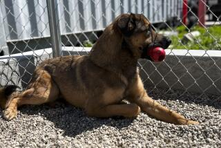 A dog chews on a ball in the outdoor enclosure of Paw Works animals shelter in Oxnard on April 3, 2023.