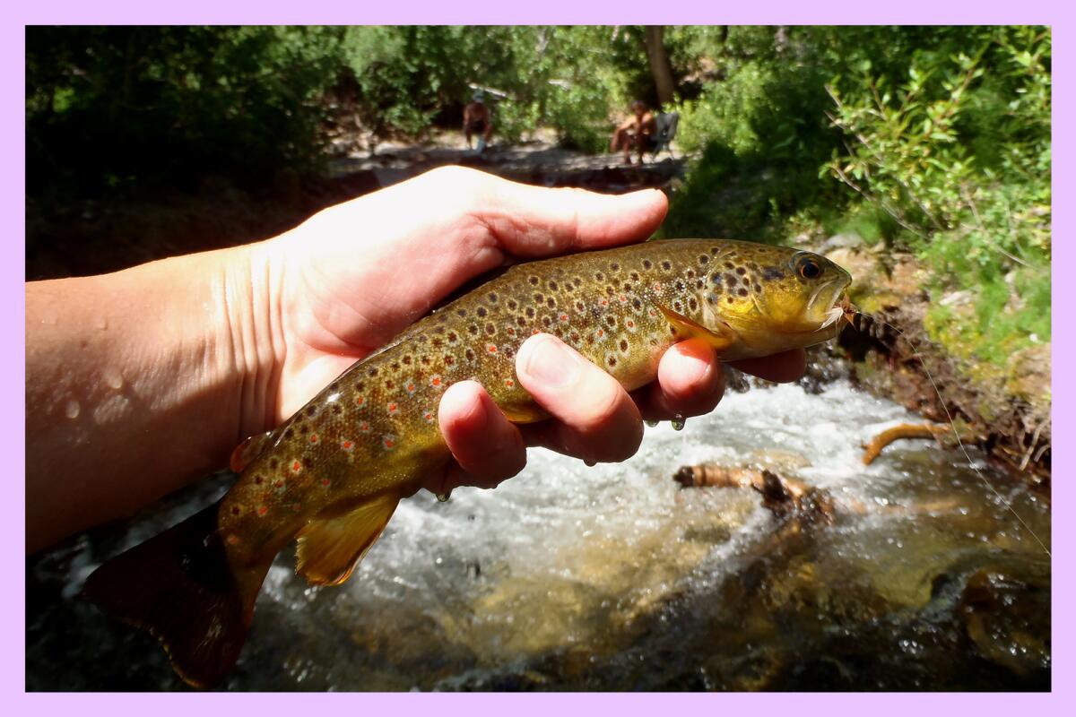 A closeup of a hand holding a trout with a stream in  the background