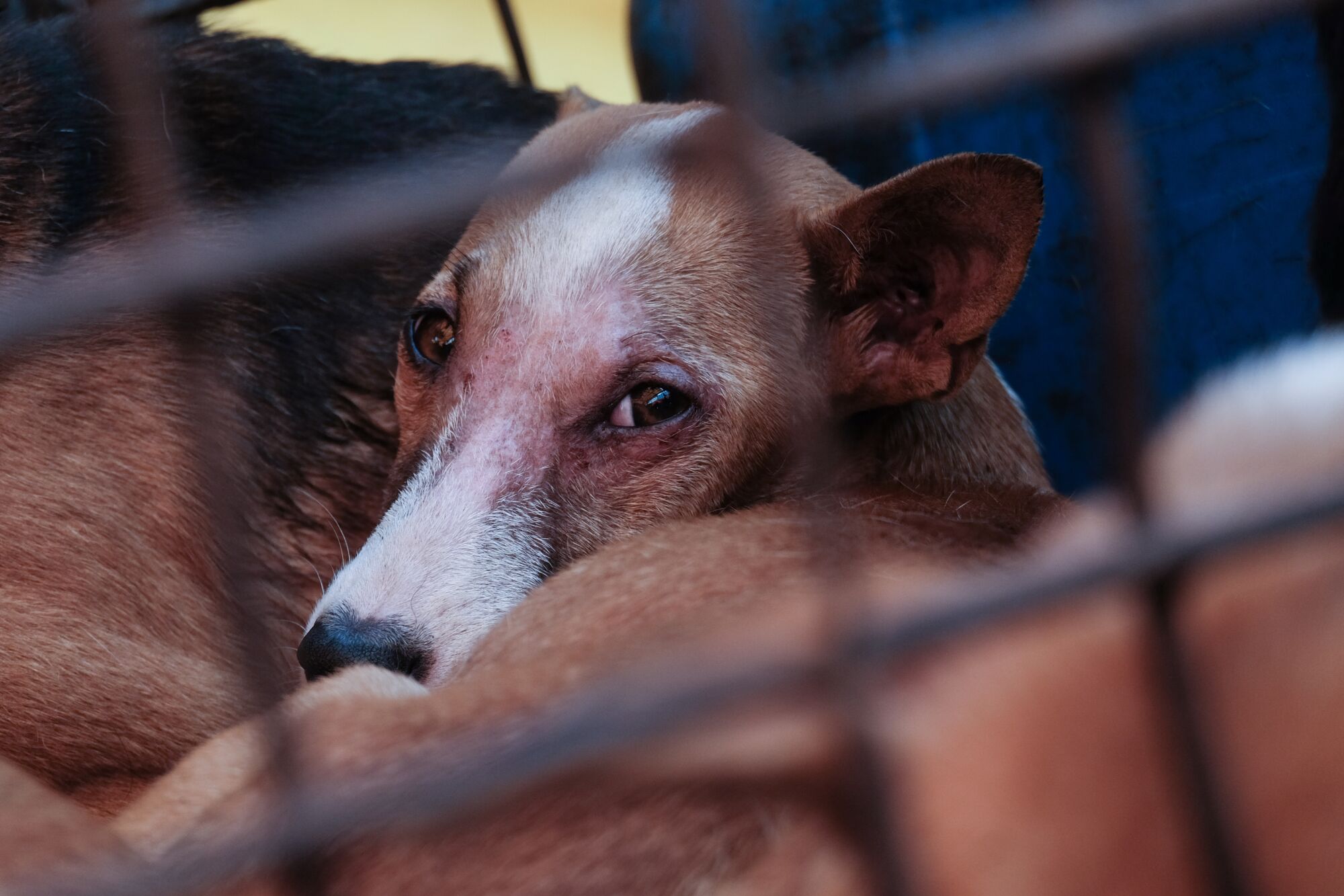 A dog in a narrow iron cage at the market in Tomohon, Indonesia