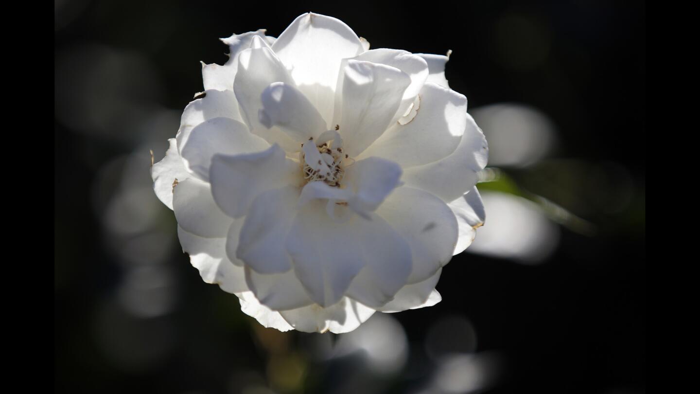 Peggy Casey's Altadena garden