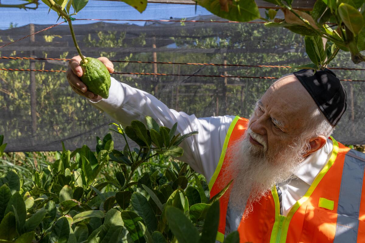 Rabbi Avrohom Teichman inspects a citron from a tree at Lindcove Ranch in Exeter, Calif.