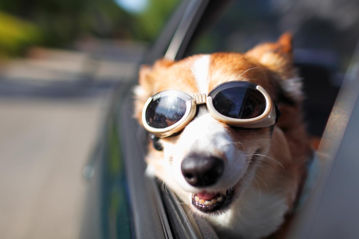 A Welsh Corgi wearing goggles sticks its head out of a car window during a car ride on a sunny day.