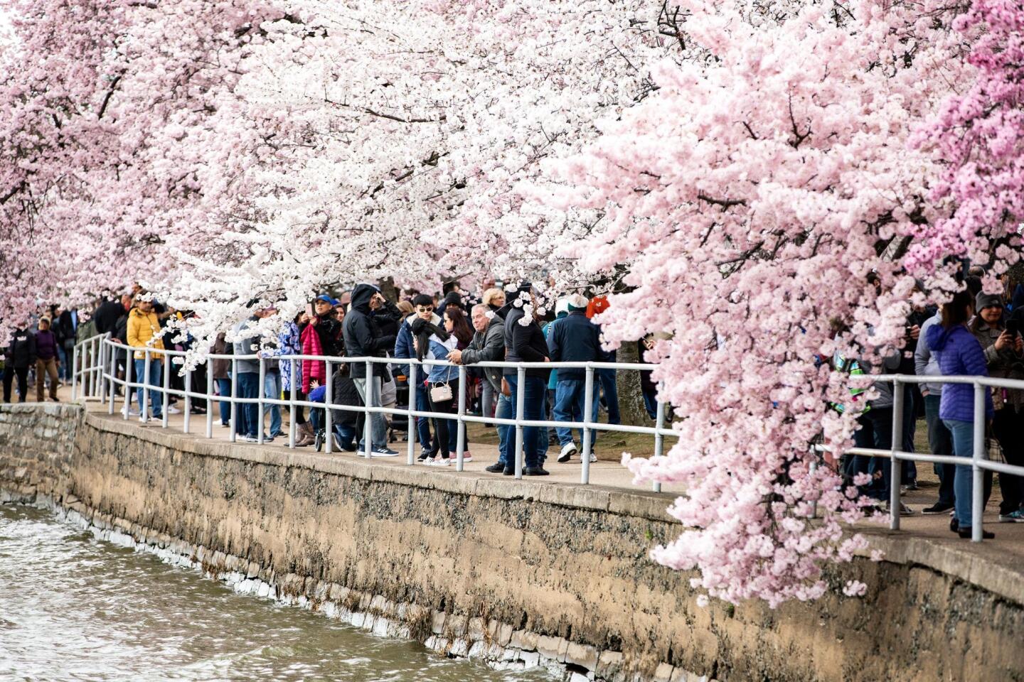 Visitors walk under a canopy of Yoshino cherry blossoms at the Tidal Basin in Washington on March 31.