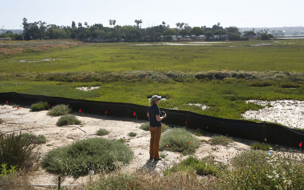SAN DIEGO, CA - MAY 8, 2017 -San Diego Audubon's Director of Conservation Rebecca Schwartz Lesberg looks over Kendall-Frost Marsh Reserve on the north side of Mission Bay. (Photo by K.C. Alfred/The San Diego Union-Tribune)