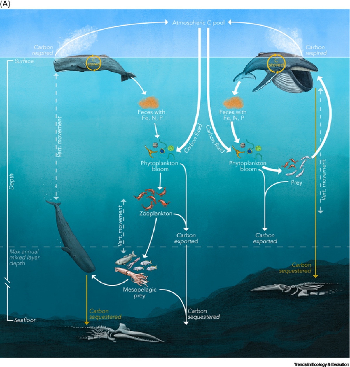 An illustration of the direct and indirect ways great whales cycle nutrients and carbon through their ecosystem