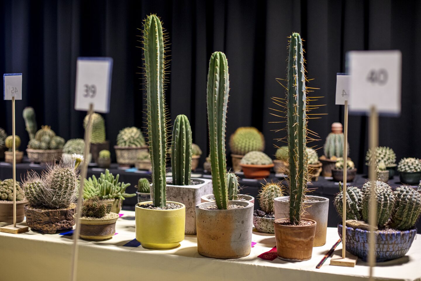 Three stately Trichocereus bridgesii, peruvianus, and rosei cactus entered by grower Jeremy Mercado of Pomona tower over the other plants on their table at the Inter-city Cactus and Succulent Show and Sale.