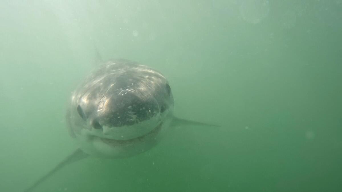 Mailander says the great whites in Monterey Bay are still small enough to be "cute."