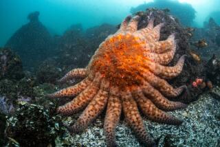 A sunflower sea star, which is considered functionally extinct in California, Oregon and coastal Washington.