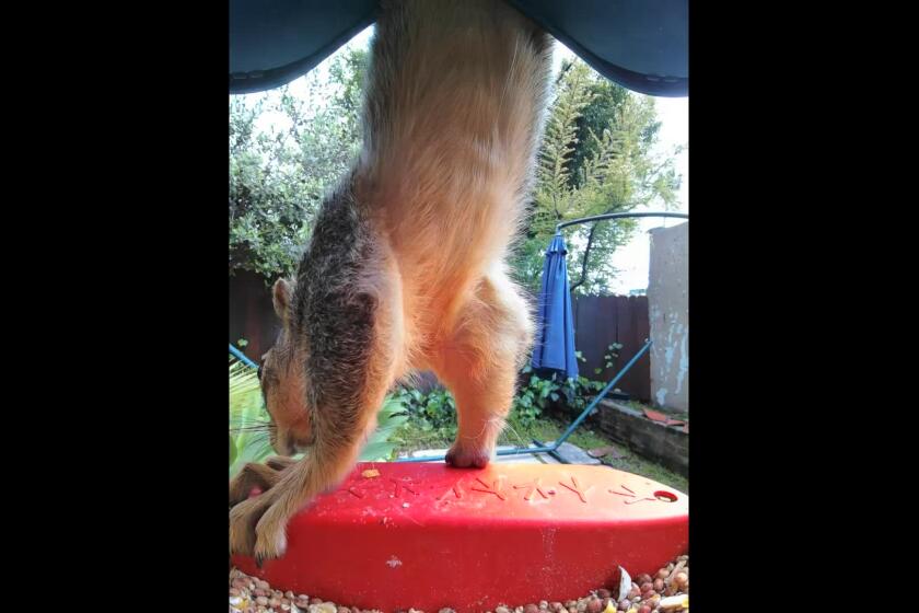 Squirrel acrobat at my Bird Buddy