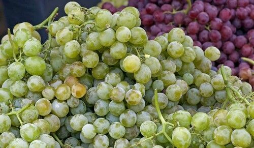 Muscat of Alexandria grapes