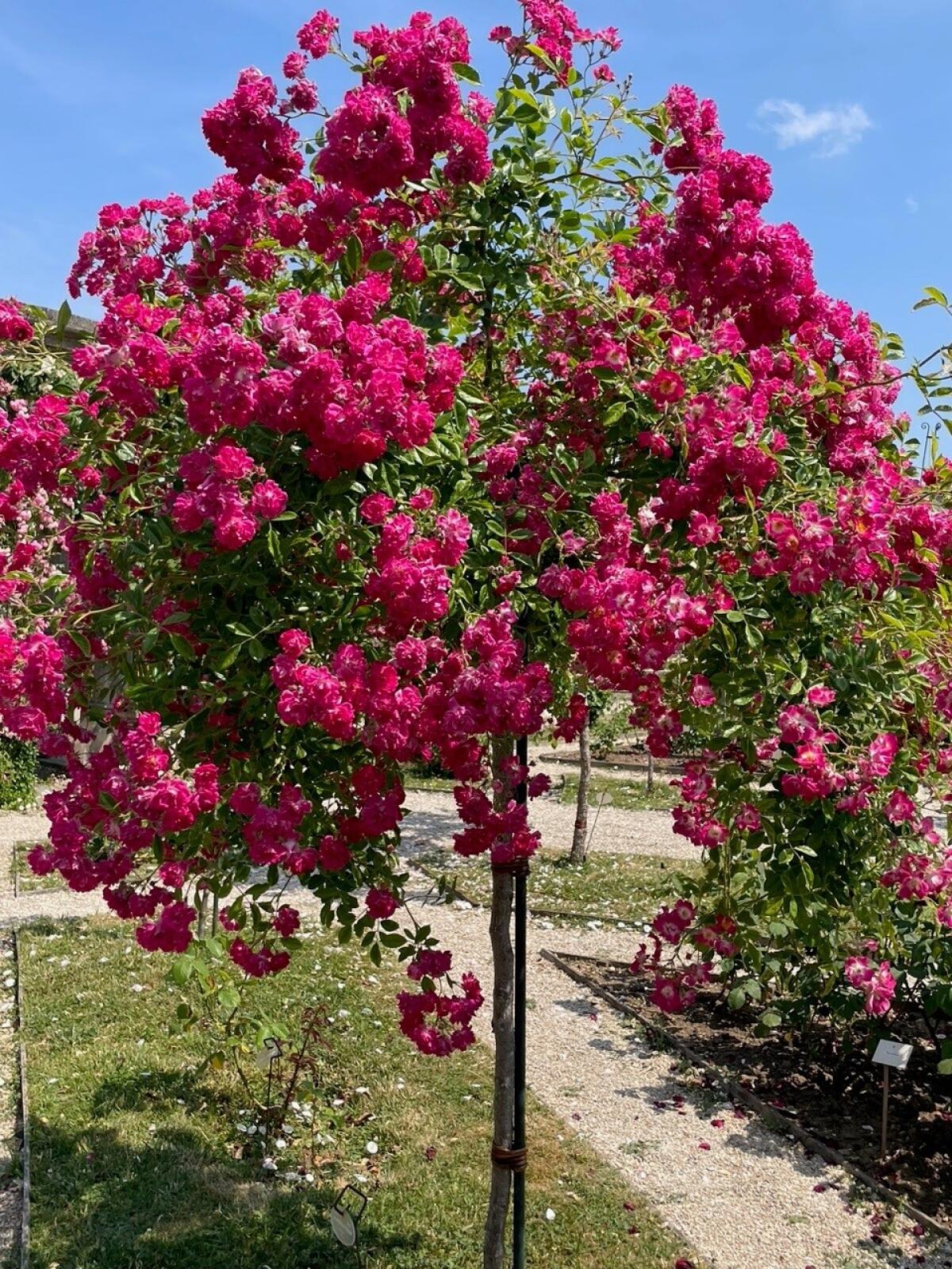 A rambling rose with clusters of magenta-pink roses, ‘Super Excelsia’ is grown as a tree rose.