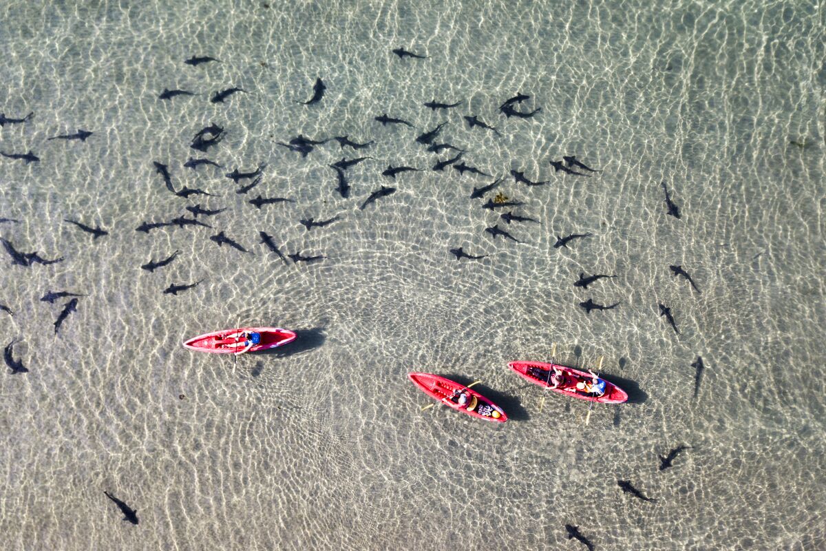 Kayakers float above a group of leopard sharks in the warm, shallow waters of La Jolla Shores. 