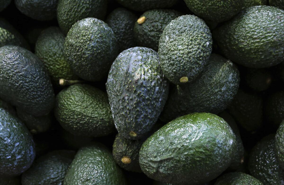 Recently harvested avocados.