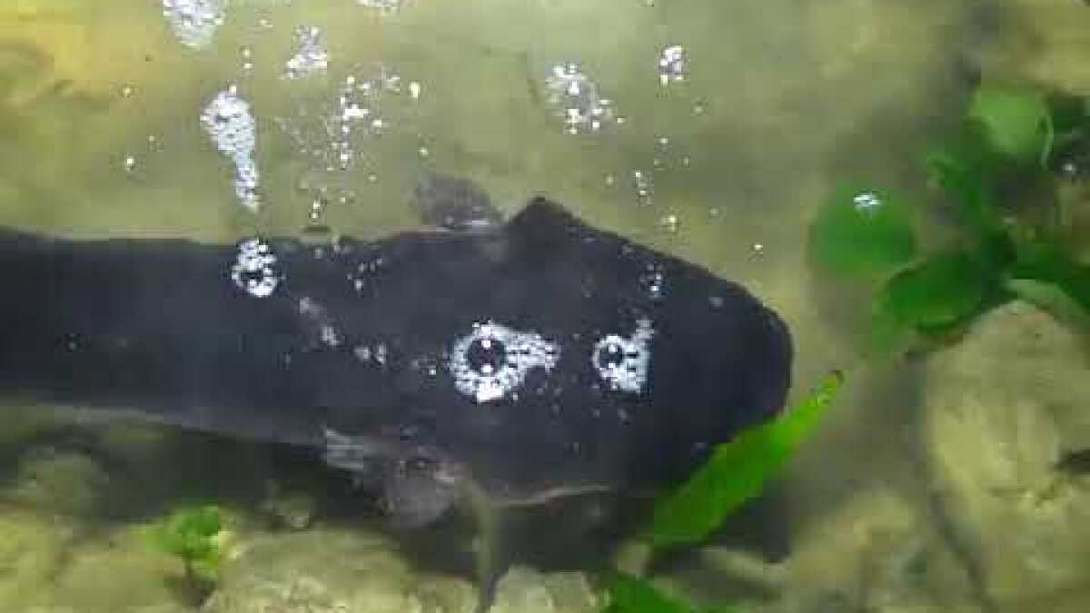An Electric Fish Sparks Intrigue