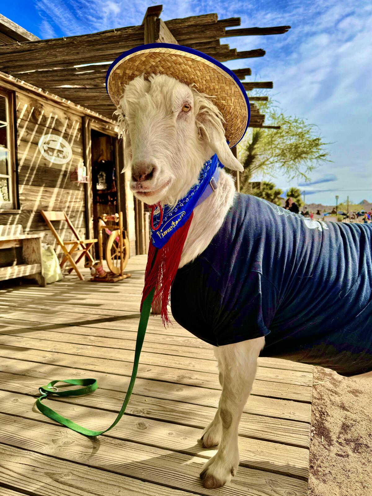 A white goat wearing a straw hat and bandanna
